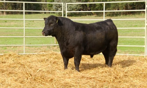 CORRAL 16 - N. Y240