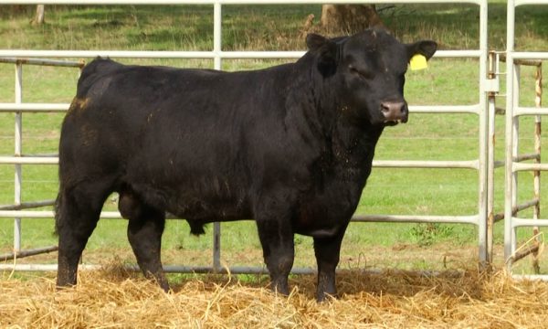 CORRAL 16 - N. Y248