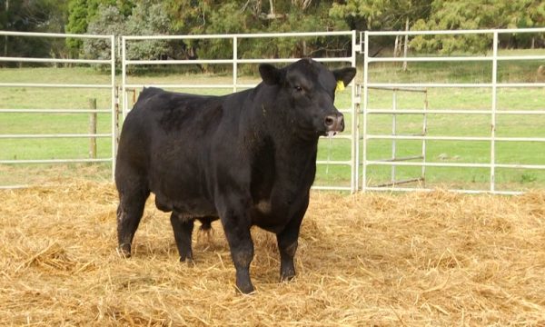 CORRAL 24 - N. Y250