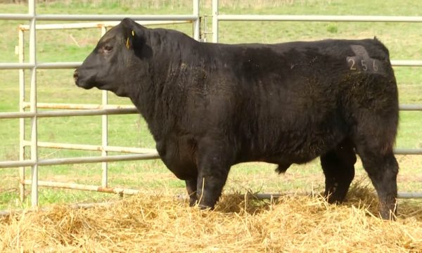 CORRAL 16 - N. Y256