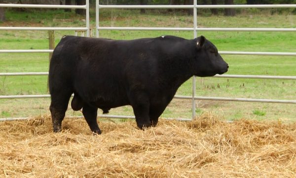 CORRAL 24 - N. Y258