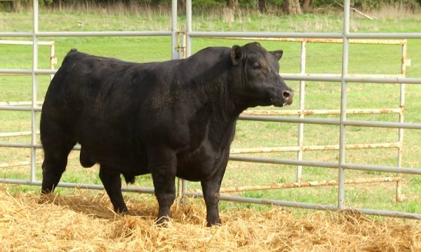 CORRAL 24 - N. Y262