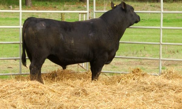 CORRAL 6 - N. Y270