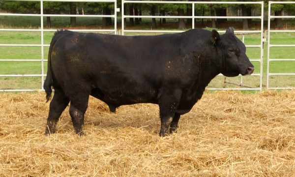 CORRAL 7 - N. Y272