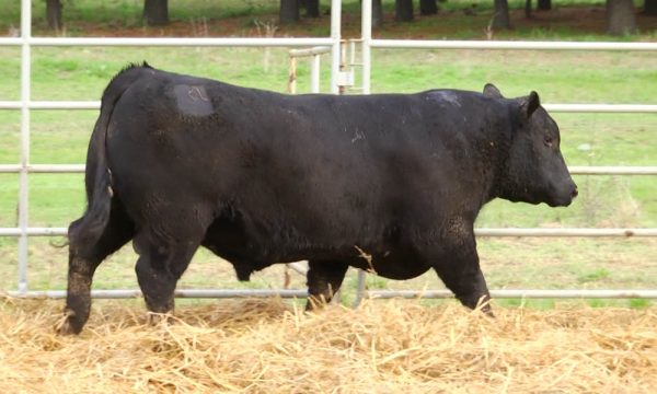 CORRAL 10 - N. Y276