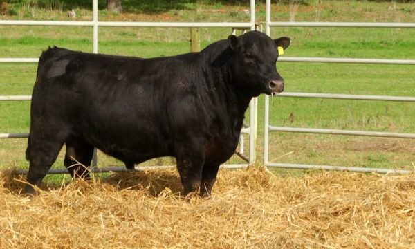 CORRAL 16 - N. Y280