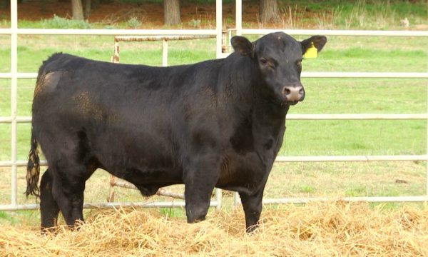 CORRAL 16 - N. Y282