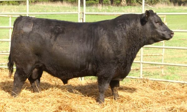 CORRAL 11 - N. Y286