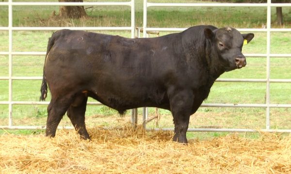 CORRAL 22 - N. Y290