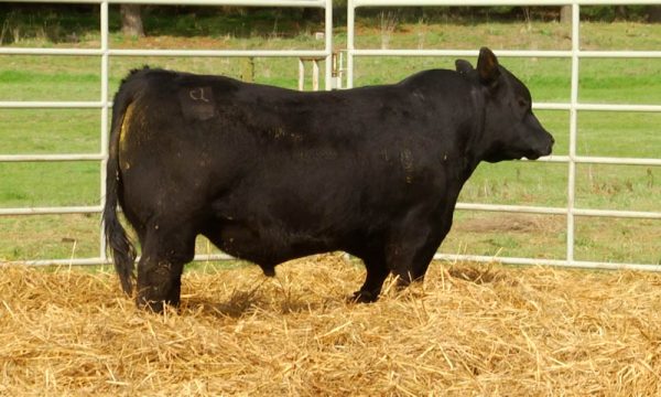 CORRAL 22 - N. Y294
