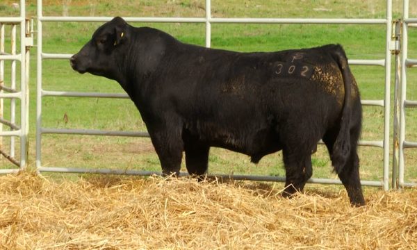 CORRAL 16 - N. Y302