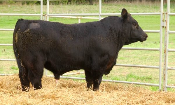 CORRAL 8 - N. Y308