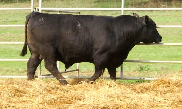 CORRAL 17 - N. Y310