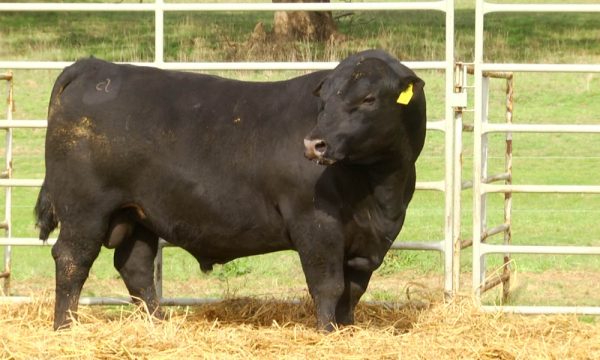 CORRAL 16 - N. Y374