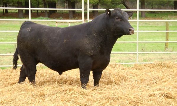 CORRAL 19 - N. Y418