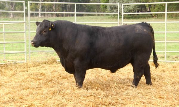 CORRAL 22 - N. Y420