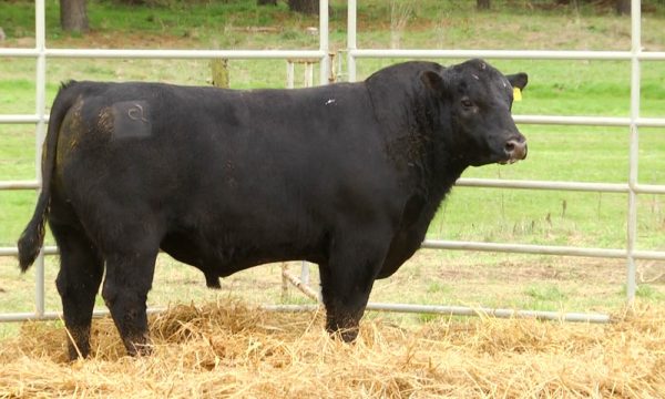 CORRAL 14 - N. Y450