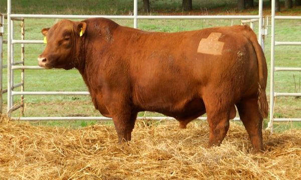 CORRAL 5 - N. Y500