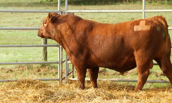 CORRAL 12 - N. Y530
