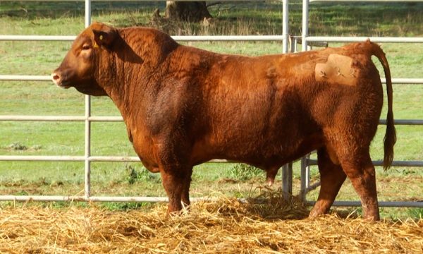 CORRAL 9 - N. Y532