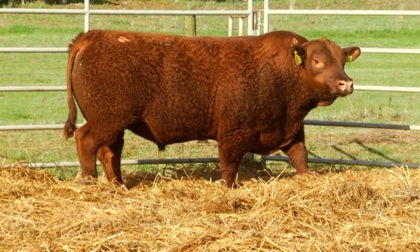 CORRAL 9 - N. Y536