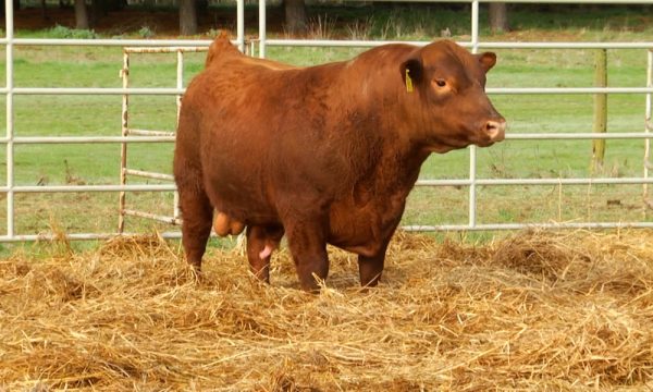 CORRAL 12 - N. Y540