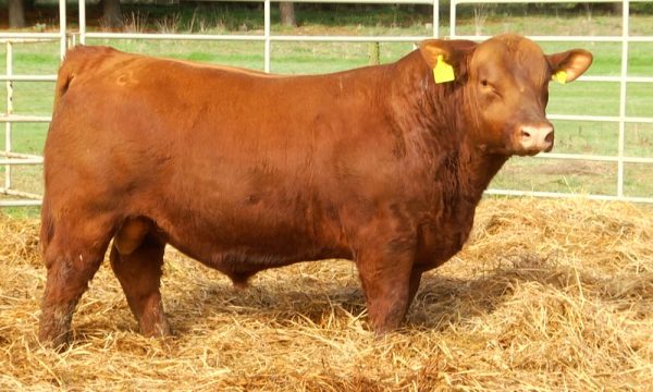 CORRAL 5 - N. Y550