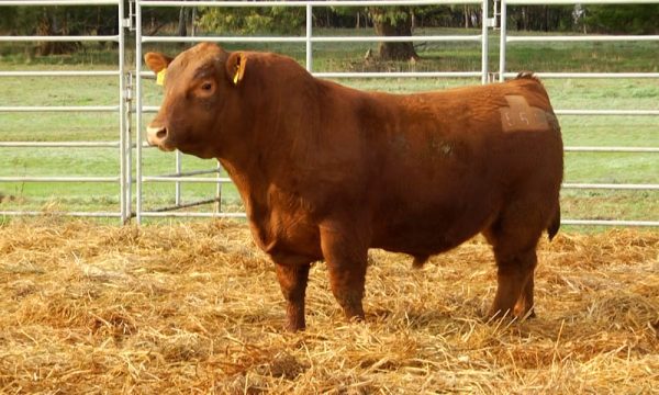 CORRAL 18 - N. Y552