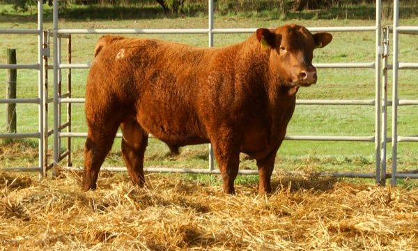 CORRAL 9 - N. Y564