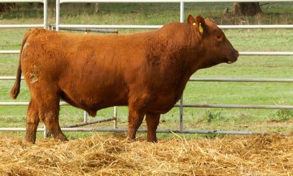 CORRAL 15 - N. Y566