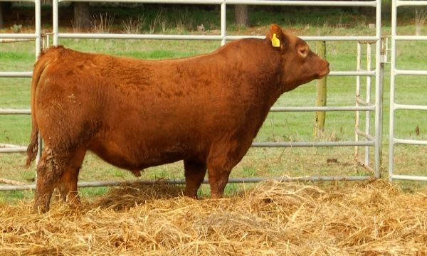 CORRAL 15 - N. Y568