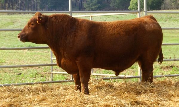 CORRAL 5 - N. Y570