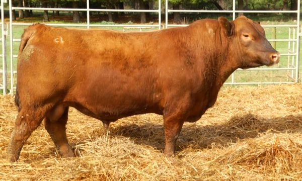 CORRAL 15 - N. Y572