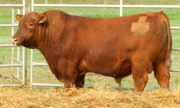 CORRAL 15 - N. Y576