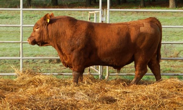 CORRAL 18 - N. Y578