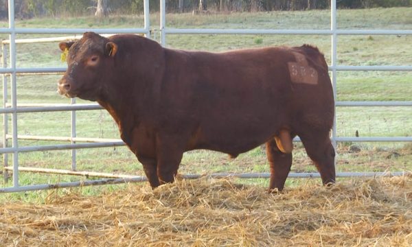 CORRAL 18 - N. Y582