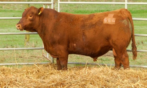 CORRAL 5 - N. Y584
