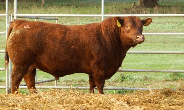 CORRAL 9 - N. Y588