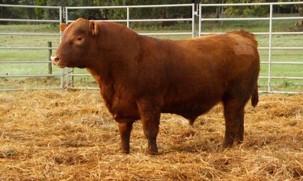 CORRAL 18 - N. Y598