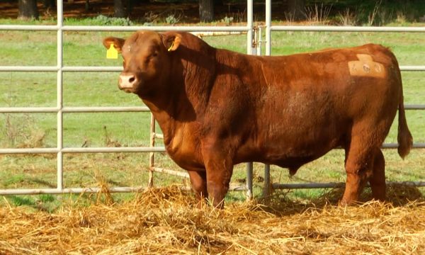 CORRAL 9 - N. Y600