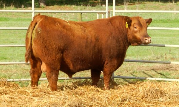 CORRAL 9 - N. Y604
