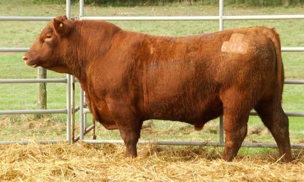 CORRAL 18 - N. Y606