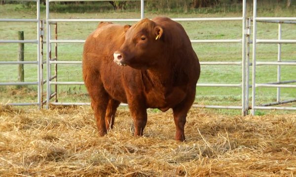 CORRAL 9 - N. Y610