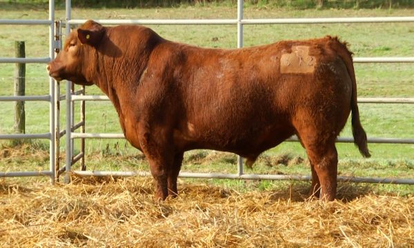 CORRAL 9 - N. Y612