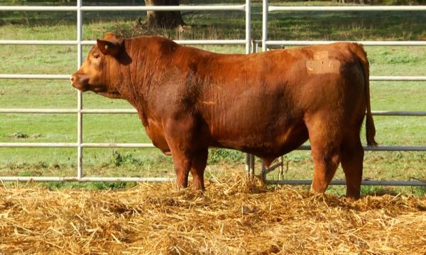 CORRAL 12 - N. Y614