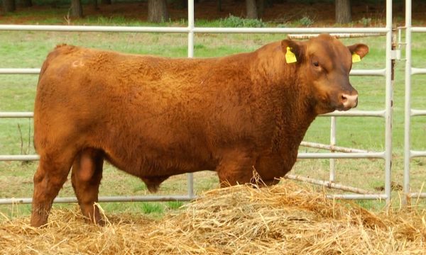 CORRAL 15 - N. Y618