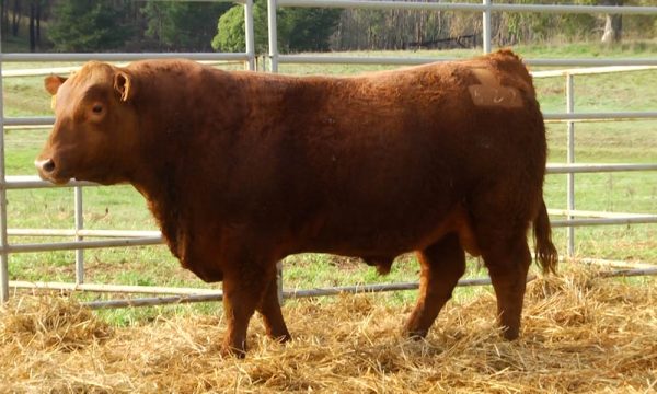 CORRAL 12 - N. Y622