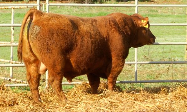 CORRAL 12 - N. Y624