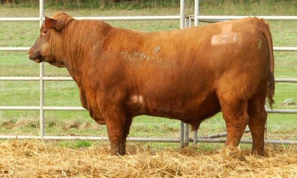 CORRAL 15 - N. Y626