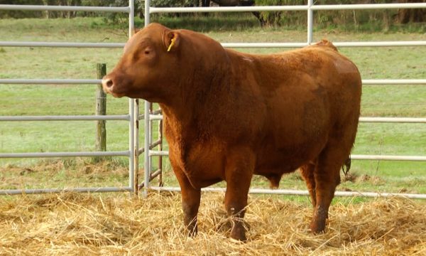 CORRAL 15 - N. Y628
